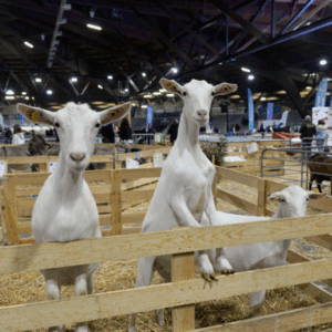 Chèvres curieuses
au salon
La ferme s'invite.
Parc des expositions. Poitiers.
Nov. 2024