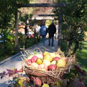 30 ans de l'association des cueilleurs de pommes de la Vienne