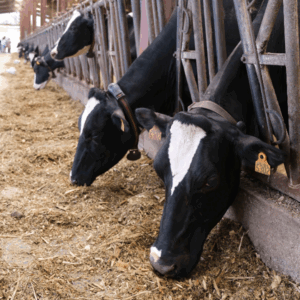 Vaches Prim'Holstein à la Ferme de Blas'Lait